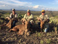 Aoudad