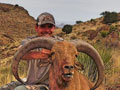 Aoudad