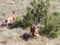 Aoudad