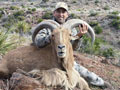 Aoudad