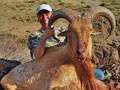 Aoudad