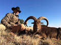 Aoudad