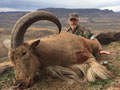 Aoudad