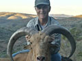 Aoudad