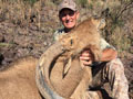 Aoudad