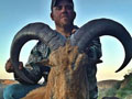 Aoudad