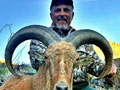 Aoudad