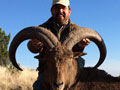 Aoudad