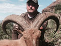 Aoudad