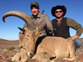 Aoudad