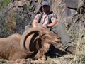 Aoudad