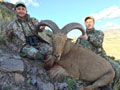 Aoudad