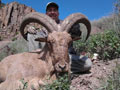 Aoudad