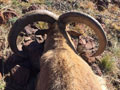 Aoudad