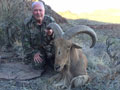 Aoudad