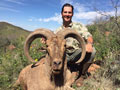 Aoudad