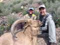 Aoudad