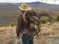 Aoudad