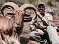 Aoudad