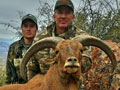 Aoudad