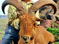 Aoudad