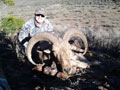 Aoudad