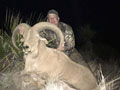 Aoudad