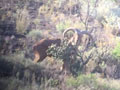 Aoudad