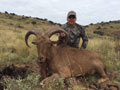 Aoudad