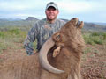 Aoudad