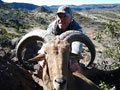 Aoudad