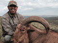 Aoudad