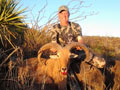 Aoudad