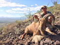 Aoudad