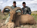 Aoudad