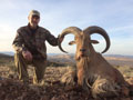 Aoudad