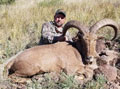 Aoudad