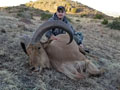 Aoudad