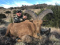 Aoudad