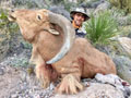 Aoudad