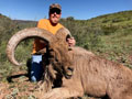 Aoudad