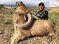 Aoudad