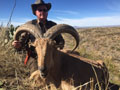 Aoudad