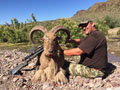 Aoudad