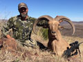 Aoudad