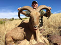 Aoudad