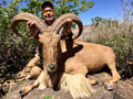 Aoudad