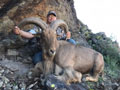 Aoudad