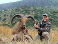 Aoudad