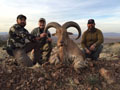 Aoudad